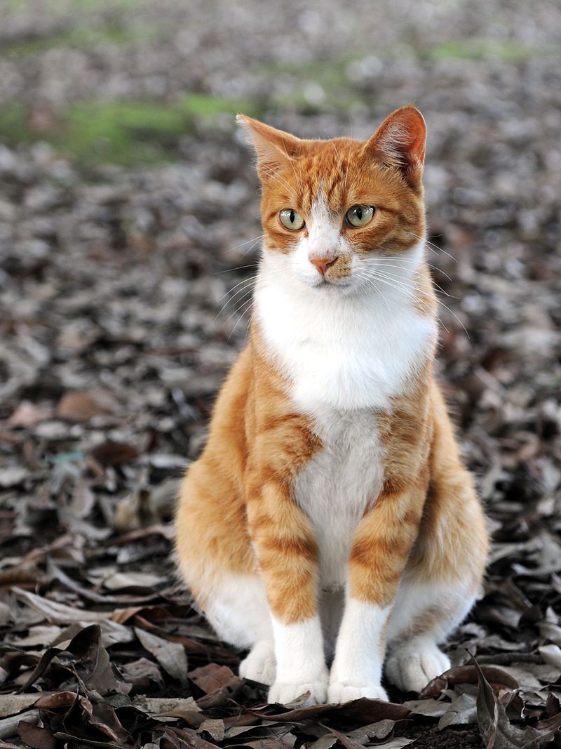 800px_Orange_tabby_cat_sitting_on_fallen_leaves_Hisashi_01A.jpg